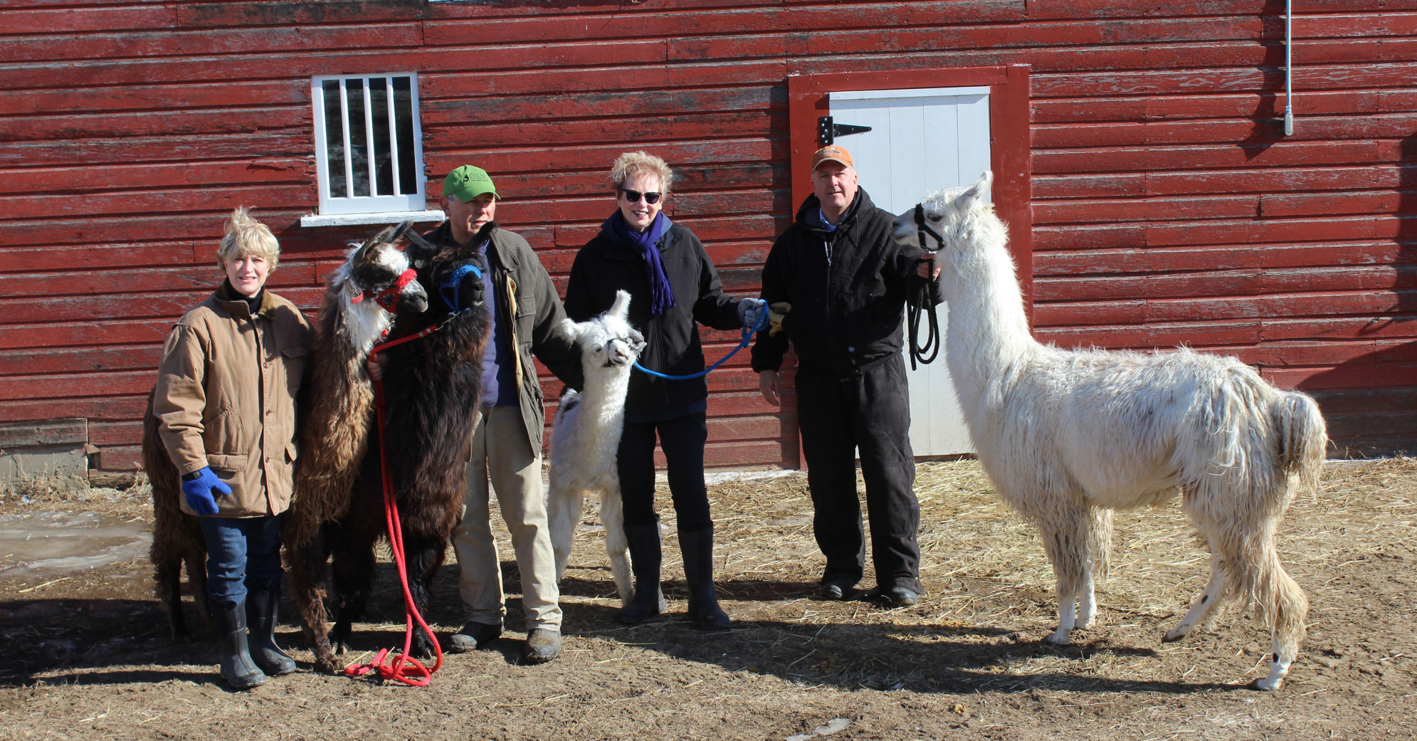 llama owners